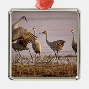 Sandhill Cranes Grus canadensis) Platte Metal Ornament