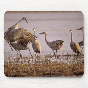 Sandhill Cranes Grus canadensis) Platte Mouse Pad
