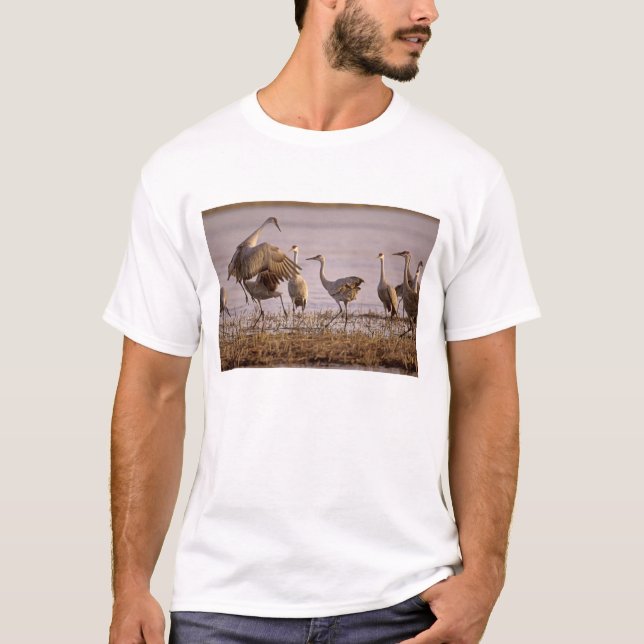 Sandhill Cranes Grus canadensis) Platte T-Shirt (Front)
