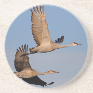sandhill cranes in flight coaster