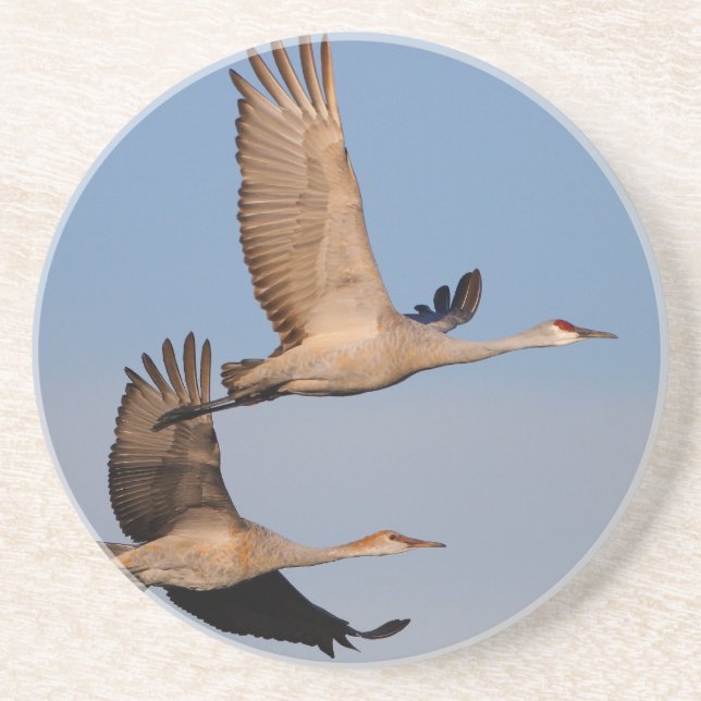 sandhill cranes in flight coaster (Front)