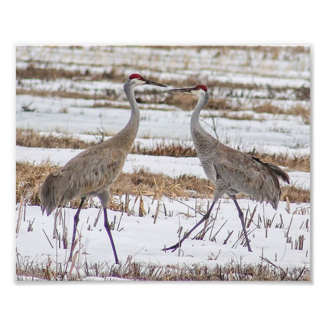 Sandhill Cranes in Snow Photography Print (Front)
