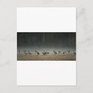 Sandhill Cranes in the Early Morning Spring Mist Postcard