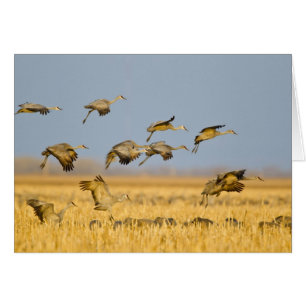 Sandhill cranes land in corn fields