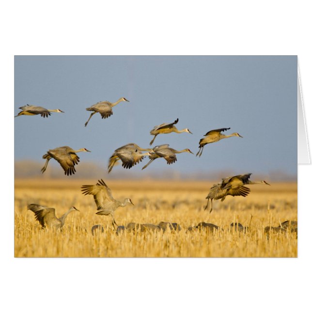 Sandhill cranes land in corn fields (Front Horizontal)