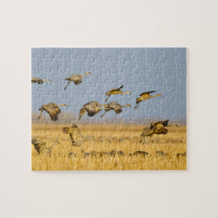 Sandhill cranes land in corn fields jigsaw puzzle
