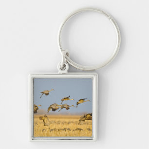 Sandhill cranes land in corn fields keychain