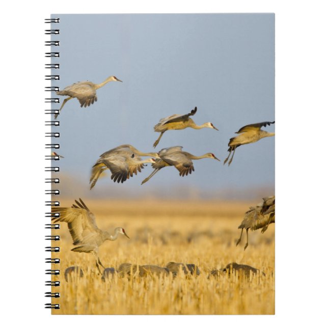 Sandhill cranes land in corn fields notebook (Front)