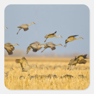 Sandhill cranes land in corn fields square sticker