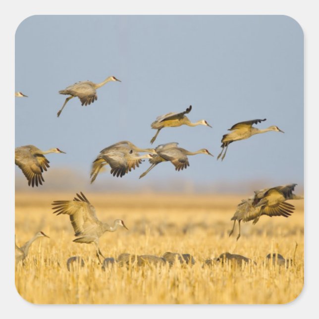 Sandhill cranes land in corn fields square sticker (Front)