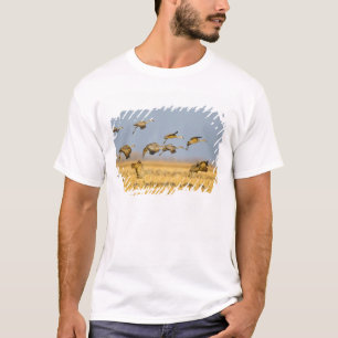 Sandhill cranes land in corn fields T-Shirt