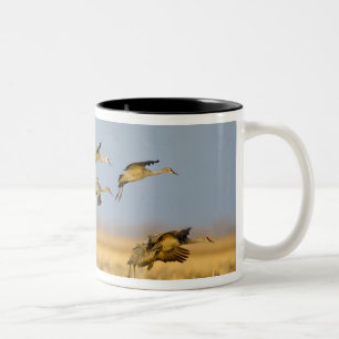 Sandhill cranes land in corn fields Two-Tone coffee mug