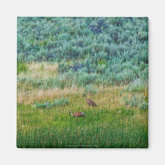 Sandhill Cranes Magnet (Front)