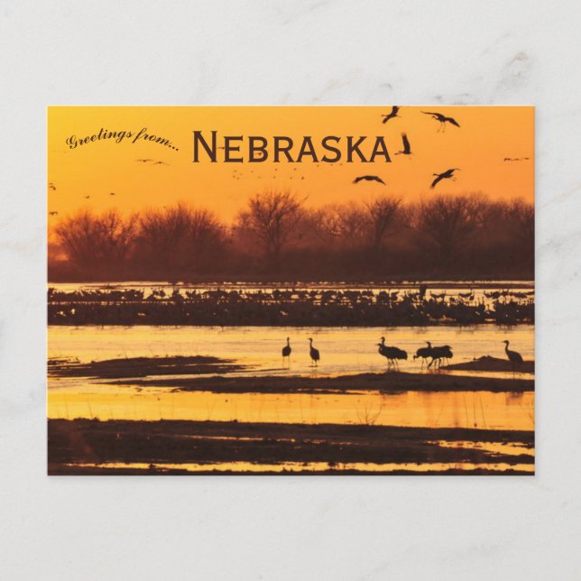 Sandhill Cranes on Platte River Central Nebraska Postcard (Front)