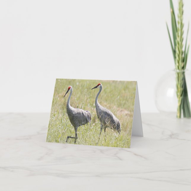 Sandhill Cranes Photo Folded Note Card (Front)