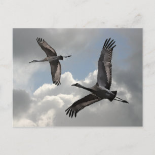 SANDHILL CRANES POSTCARD