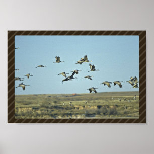 Sandhill Cranes Poster