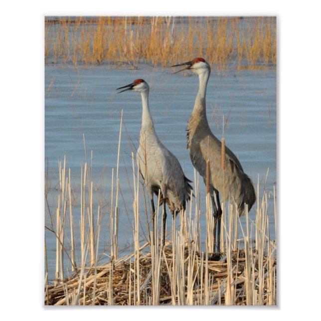 Sandhill Cranes Protecting A Nest of Eggs Photo Print (Front)