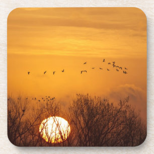 Sandhill cranes silhouetted aginst rising sun coaster
