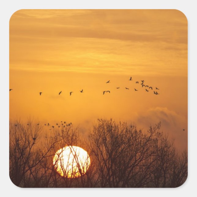 Sandhill cranes silhouetted aginst rising sun square sticker (Front)