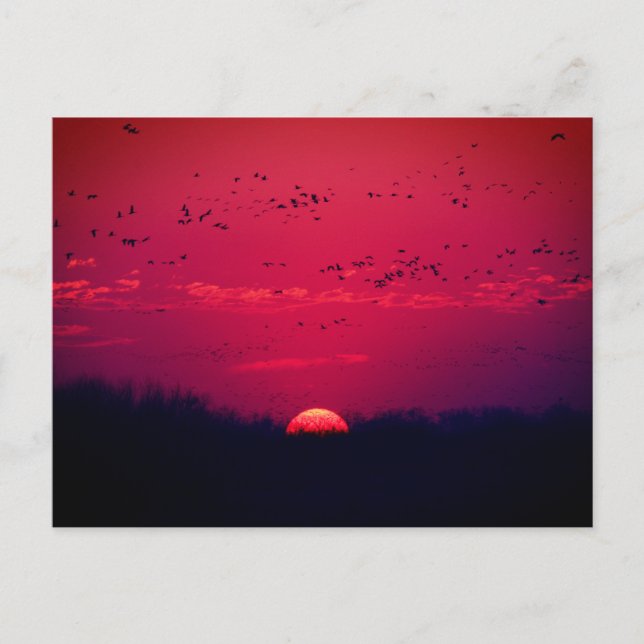 Sandhill Cranes Spring Migration Postcard #3  2018 (Front)