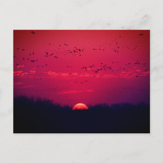 Sandhill Granes Spring Migration Carte postale #3 