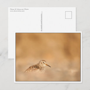 Sandpiper Bird Nature Photo Postcard