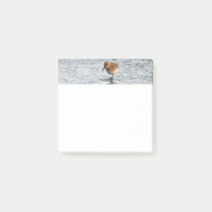 Sandpiper Bird Photo Stationery 3x3 Notes