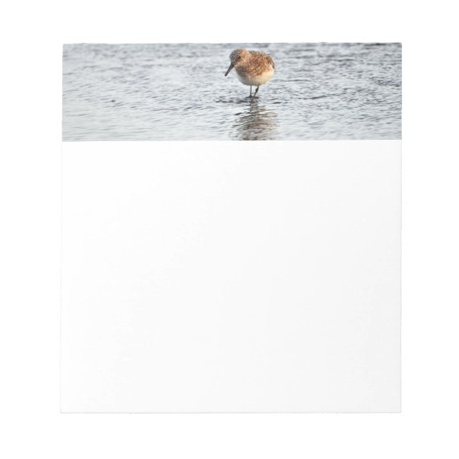 Sandpiper Bird Photo Stationery Paper Notepad (Front)