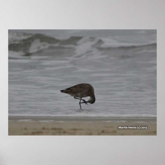 Sandpiper Bows Poster (Front)