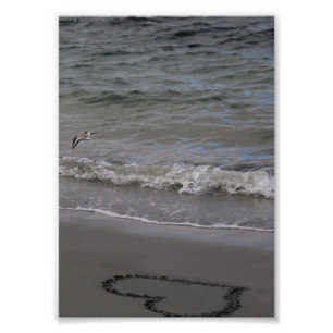 Sandpiper in Love Photo Print