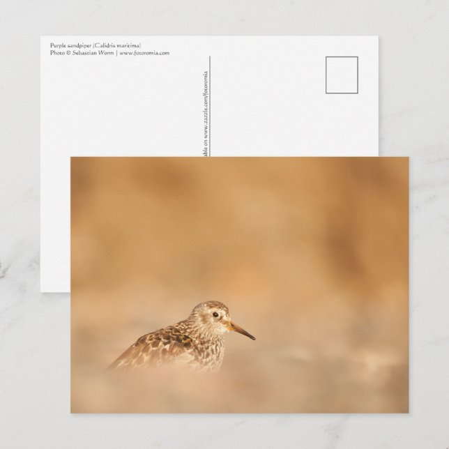 Sandpiper Nature Photo Postcard (Front/Back)
