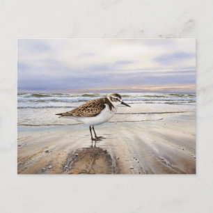 Sandpiper on the Beach Bird Art Postcard