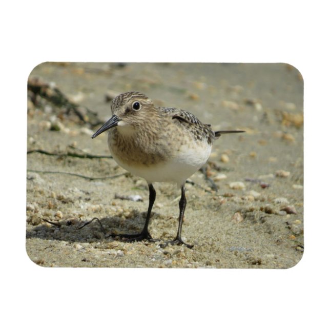 Sandpiper on the Beach Magnet (Horizontal)