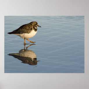 Sandpiper on Water Print
