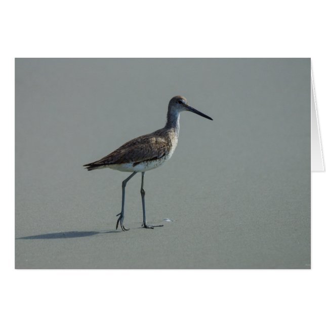 Sandpiper Pose (Front Horizontal)