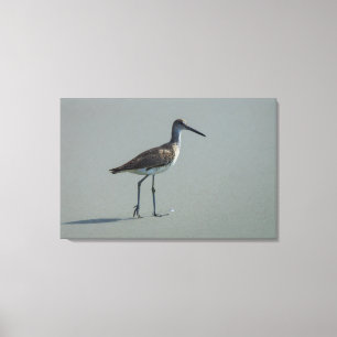 Sandpiper Pose Canvas Print