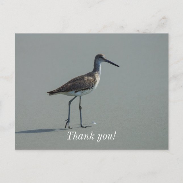 Sandpiper Pose Postcard (Front)