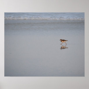 Sandpiper Running Along The Beach Poster
