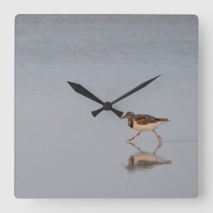 Sandpiper Running Along The Beach Square Wall Clock
