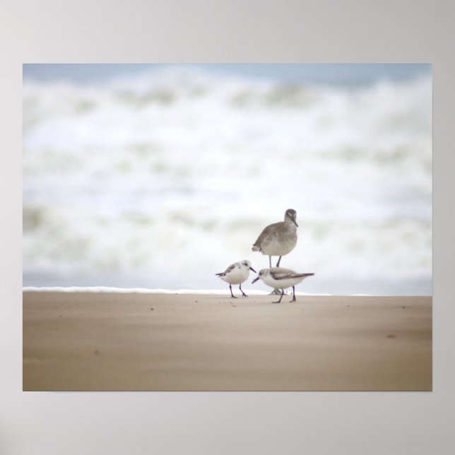 Sandpiper with Two Sanderlings on the Beach 16x20 Poster (Front)