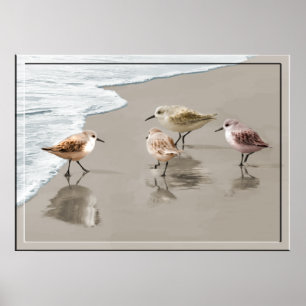 Sandpipers at the Shore Line Poster