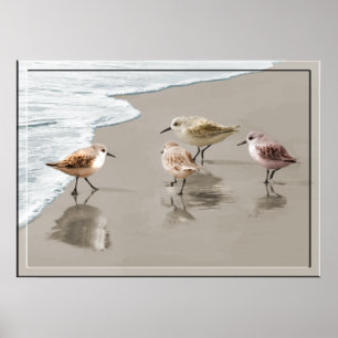 Sandpipers at the Shoreline Poster