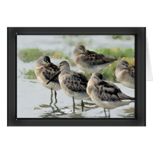 Sandpipers at Water's Edge
