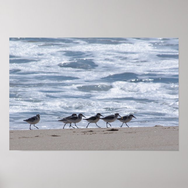 Sandpipers on Beach Poster (Front)