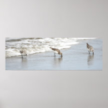 Sandpipers on the Beach Photo Poster Imprimer