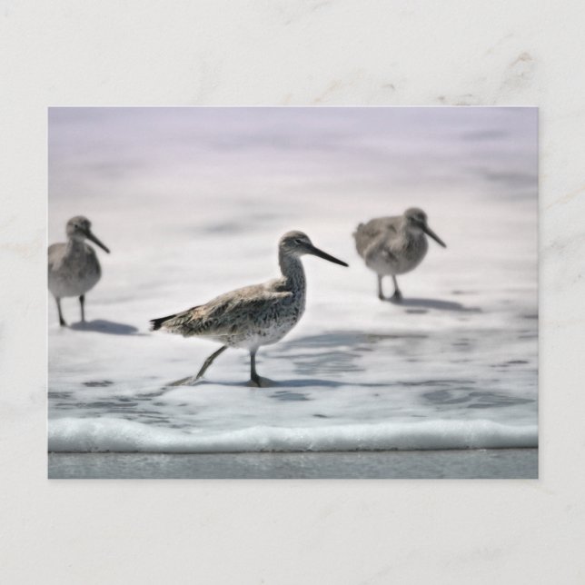 Sandpipers Postcard (Front)