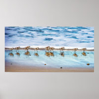 Sandpipers Running Along The Beach