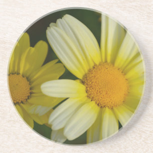 Sandstone drink coaster