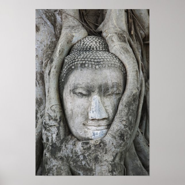 Sandstone head of Buddha surrounded by tree Poster (Front)